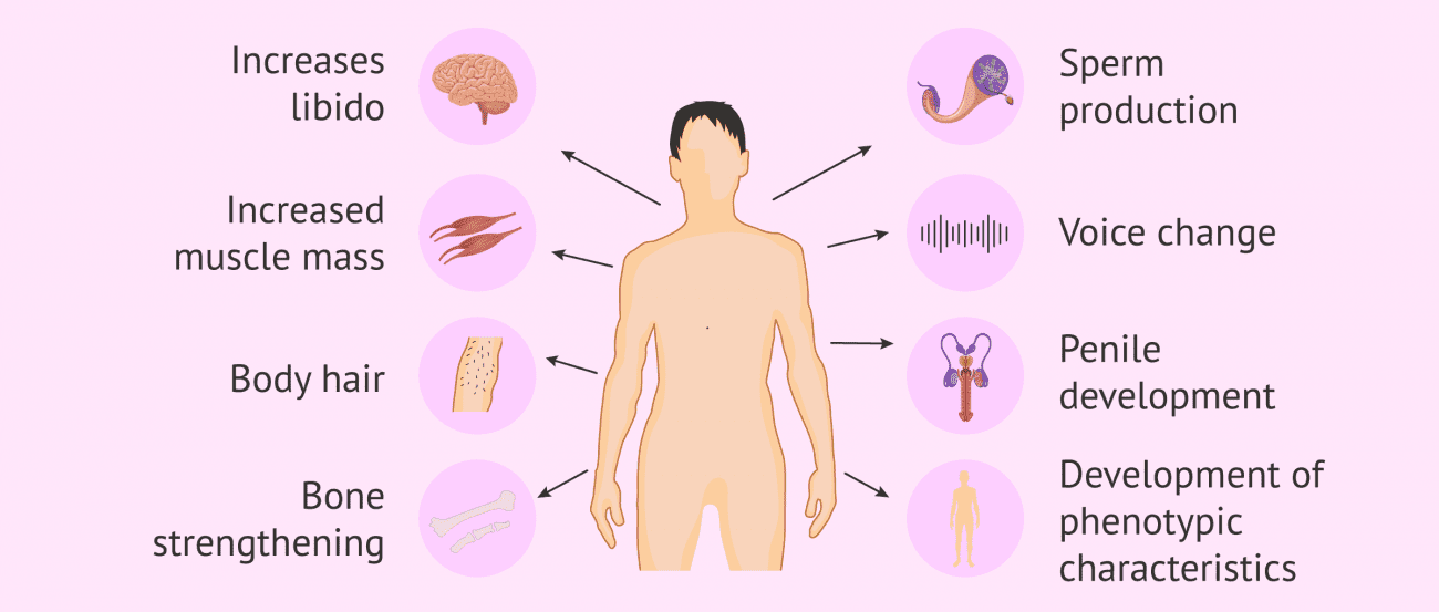 نقش هورمون تستوسترون در بدن پسران