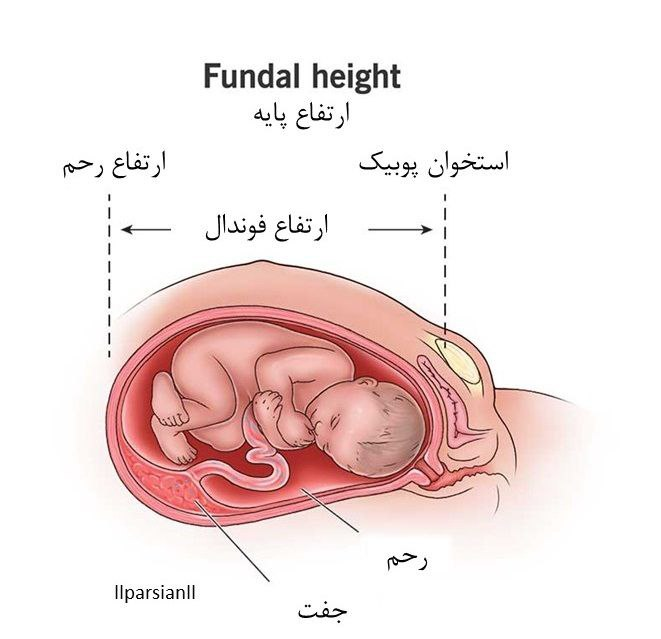 ارتفاع پایه یا فندال چیست؟