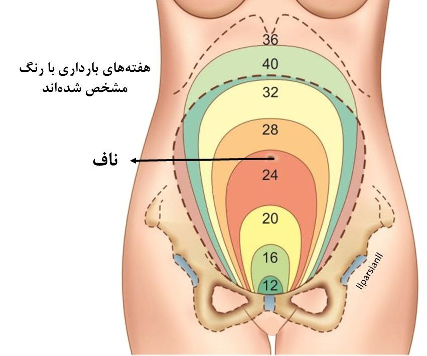 ارتفاع پایه هر هفته چقدر باید باشد؟