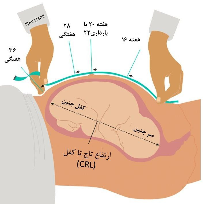 چه زمانی باید بانوی باردار نگران قد پایه خود باشد؟