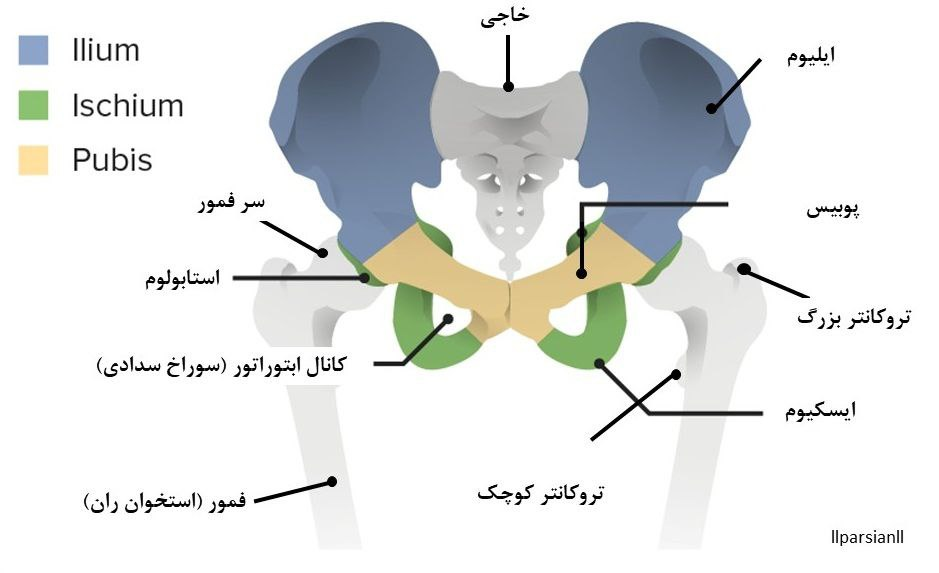 آناتومی استخوان لگن