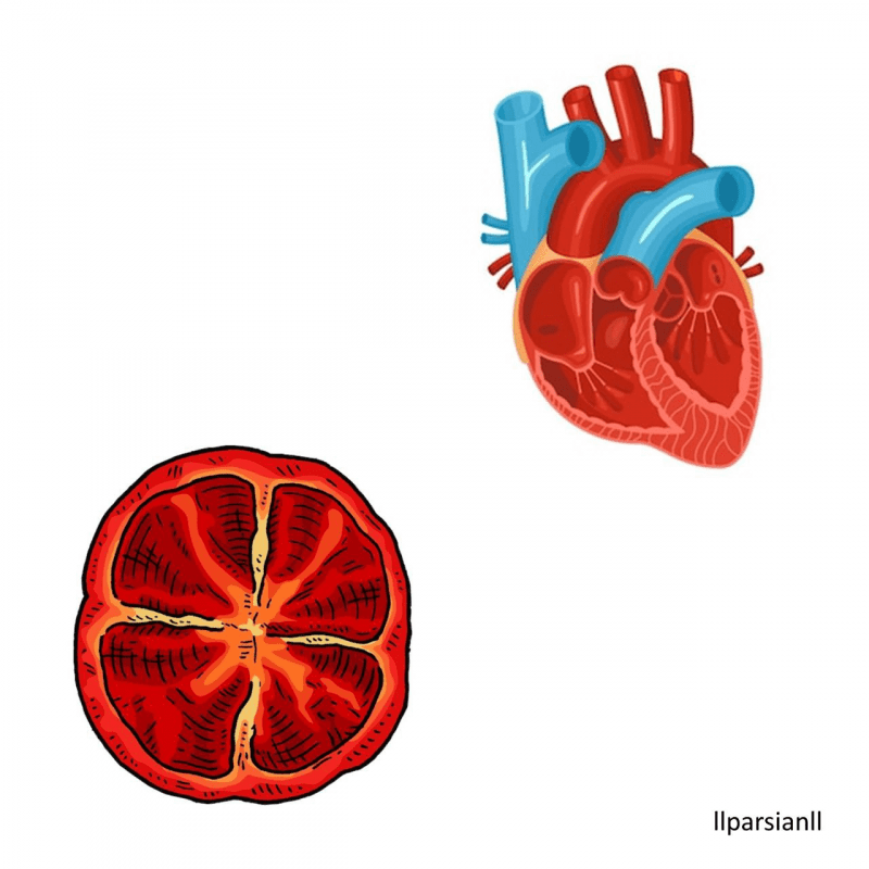 شباهت گوجه فرنگی با قلب